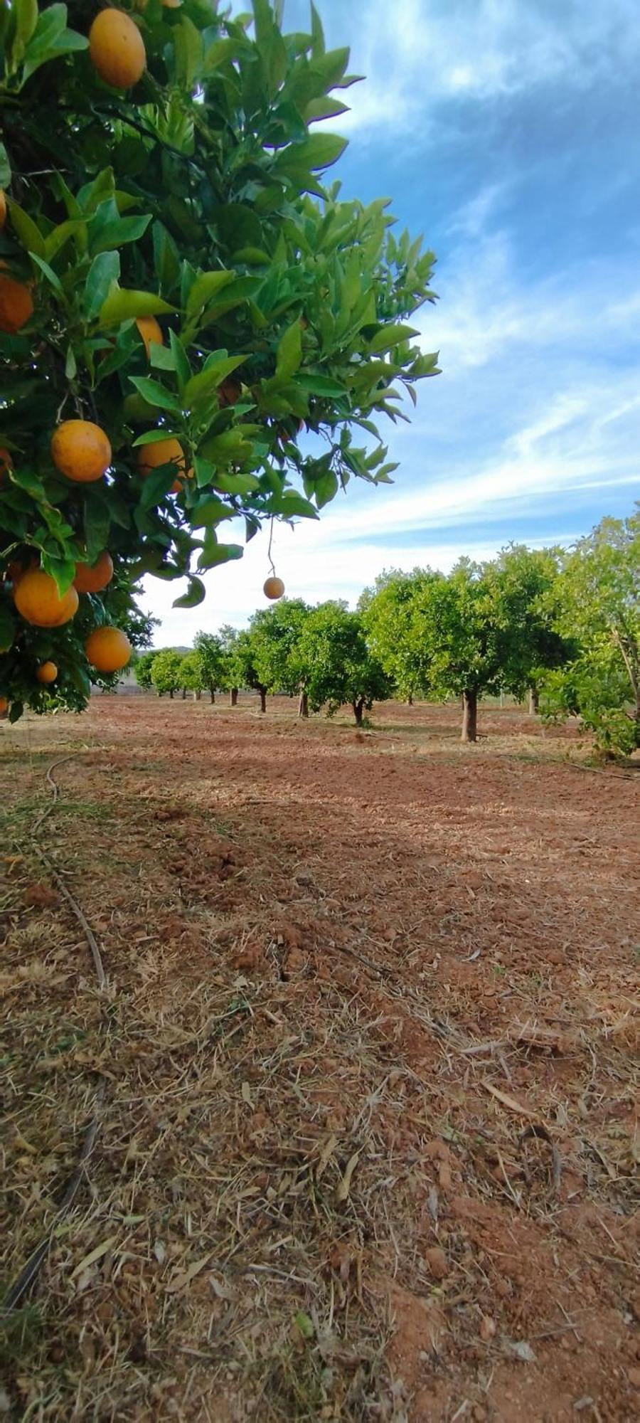 Bed and Breakfast Entrecolinas Paderne  Esterno foto